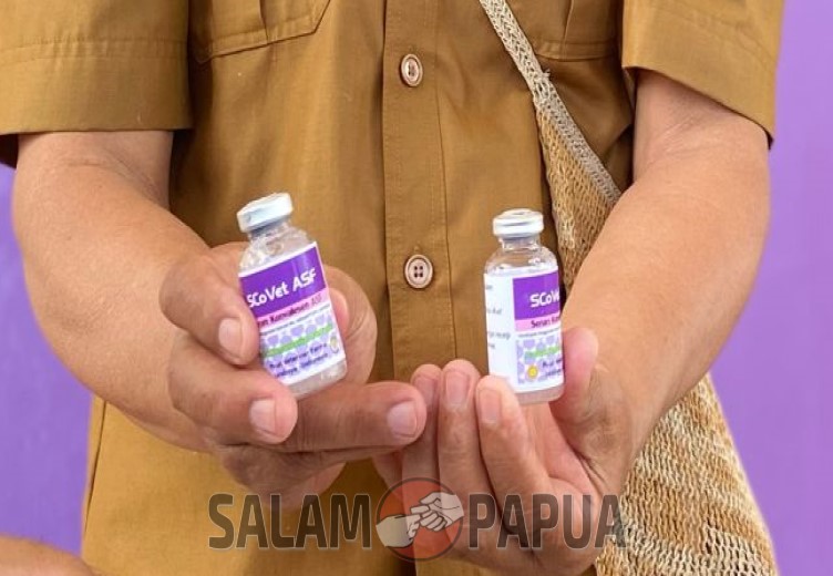 Disnakkeswan Mimika Minta Peternak Babi Dapat Menyuntikkan Serum Secara Mandiri