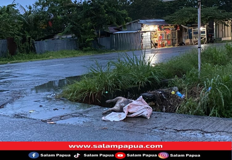 Wabup Mimika Imbau Masyarakat Tidak Membuang Bangkai Babi Sembarangan