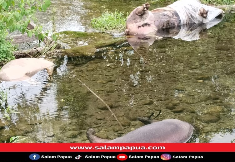 Virus ASF Di Mimika Terus Menyebar, Pemkab Siapkan Tempat Penguburan Baru Bangkai Babi