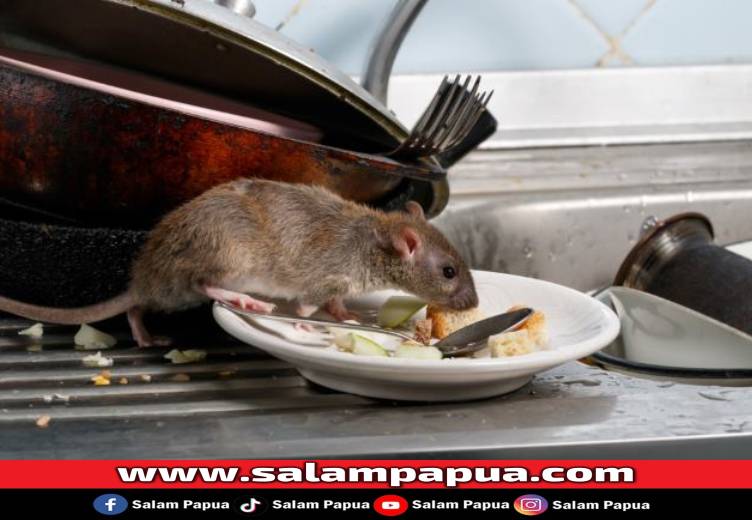 6 Cara Mengusir Tikus Yang Efektif