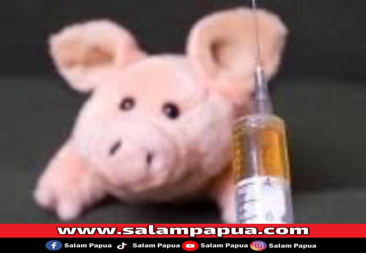 Harga Vaksin ASF Yang Tinggi Hambat Vaksinasi Massal Di Mimika