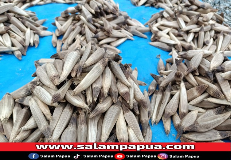 Kelapa Hutan, Buah Endemik Papua Banyak Dicari Di Timika
