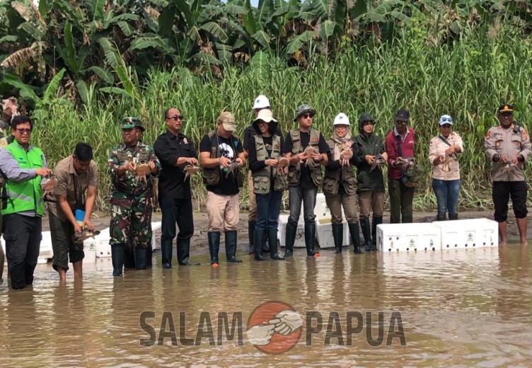 Freeport Bersama BBKSDA Papua Melepasliarkan Labi-Labi Moncong Babi Di Hutan Nayaro Mimika
