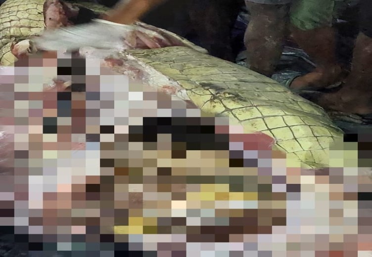 Ibu Hamil Diterkam Buaya Di Distrik Jita