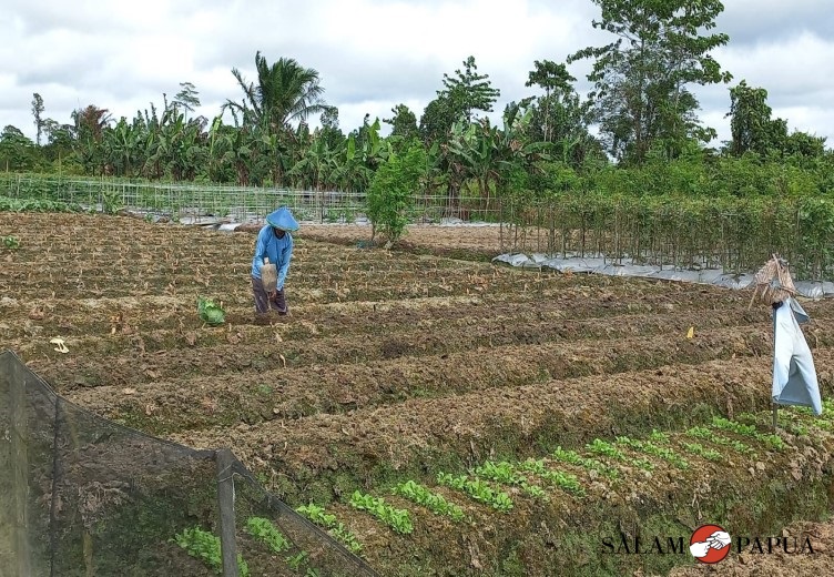 PETANI LOKAL MIMIKA KELUHKAN MURAHNYA HARGA JUAL HASIL PANEN