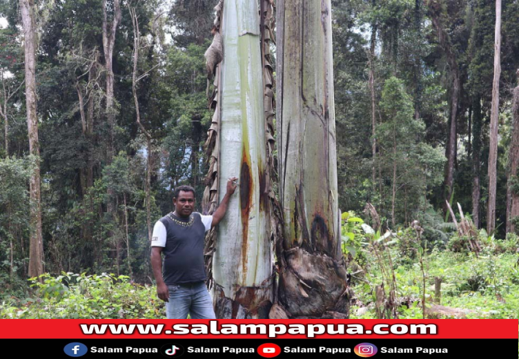 Mengenal Pisang Raksasa Endemik Papua, Tinggi Sampai 25 Meter