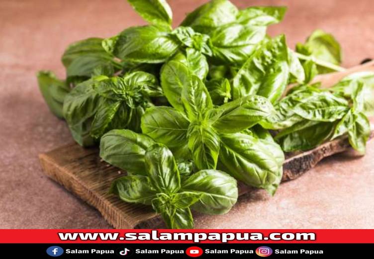 5 Khasiat Daun Kemangi Untuk Wanita Dan Tips Mengonsumsinya