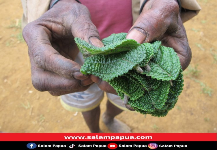 Daun Gatal, Tumbuhan Berkhasiat Bagi Orang Papua