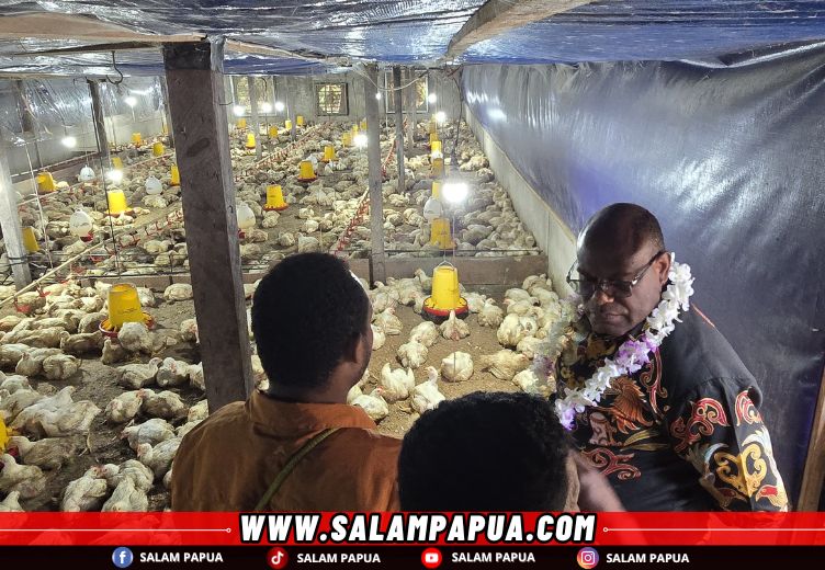 Gubernur Papua Tengah Kunjungi Peternak Ayam Boiler Di Mimika, Tekankan Komitmen Dan Bekerja Keras