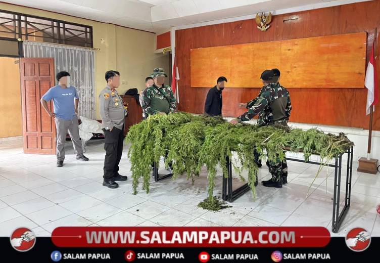 Satgas Damai Cartenz Temukan 226 Batang Ganja Dalam Patroli Di Pegunungan Bintang