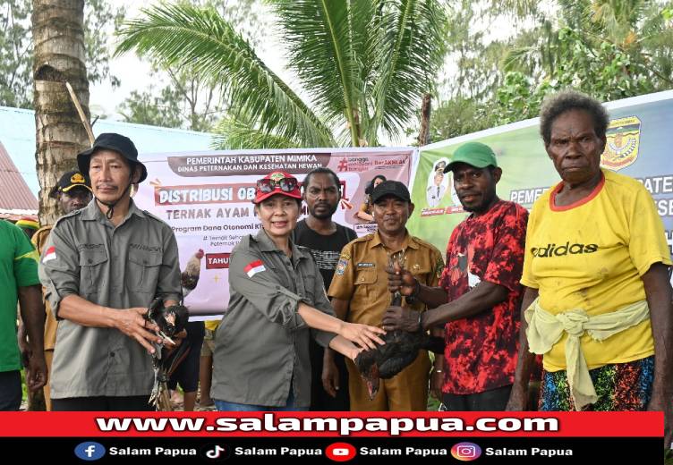 Gunakan Anggaran Otsus, Disnakkeswan Salurkan Ribuan Ayam Kampung Di Mimika Barat Tengah