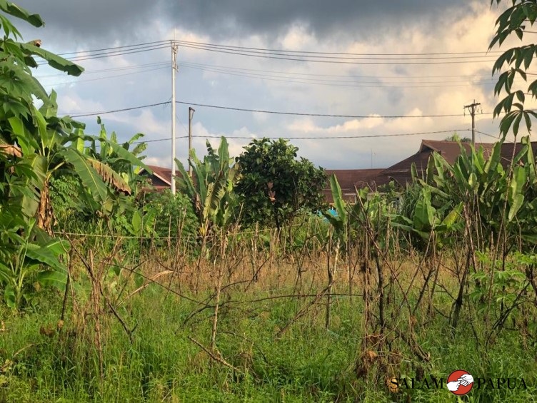 PETANI DI MIMIKA TIDAK LAGI TANAM SAYUR KARENA CUACA YANG TIDAK MENENTU