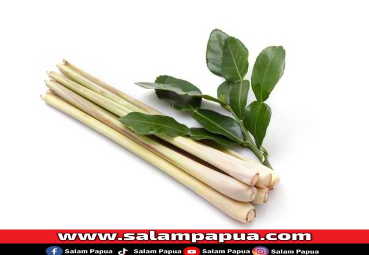 8 Tanaman Pengusir Nyamuk Yang Aman Digunakan