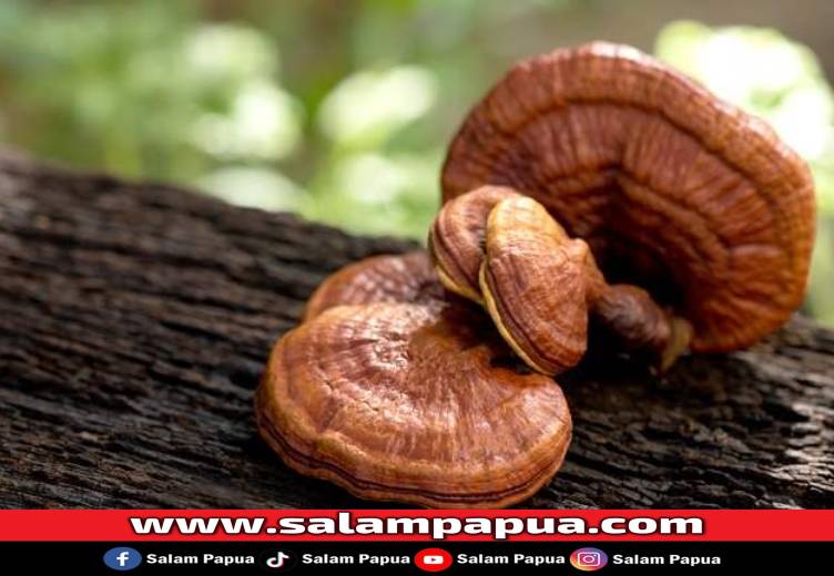 Jamur Reishi, Manfaat Dan Risikonya Bagi Kesehatan