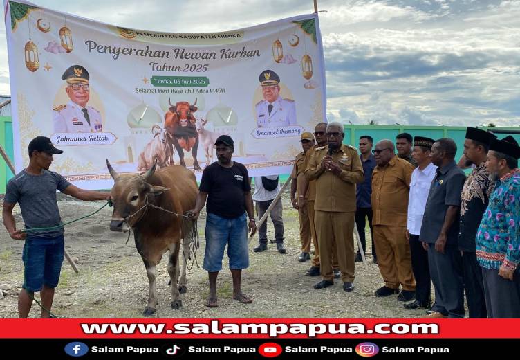Pemkab Mimika Salurkan 45 Ekor Sapi Qurban Untuk Masjid, Instansi, Dan Paguyuban