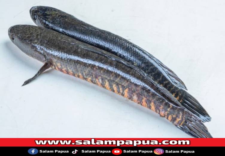 Ikan Toman, Ini Kandungan Gizi Dan Manfaatnya Untuk Kesehatan