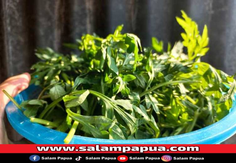 6 Manfaat Daun Kenikir Untuk Pria