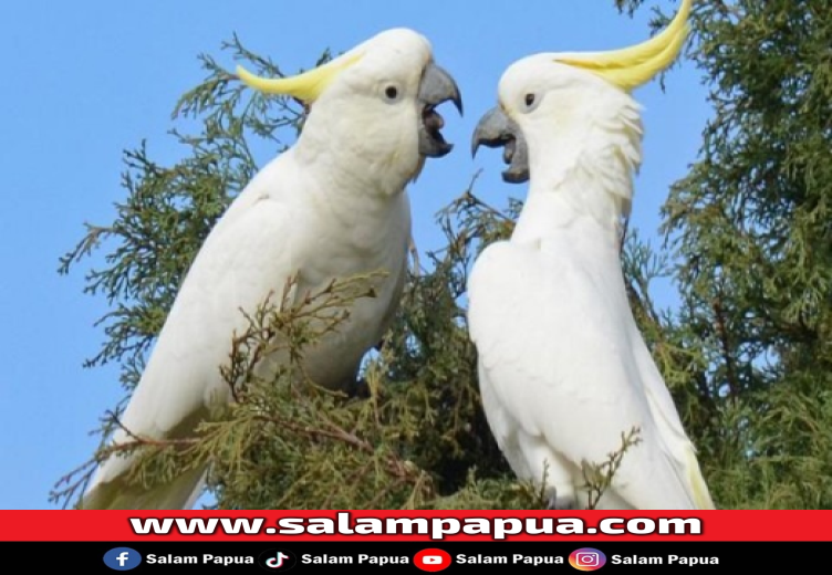 Mengenal 2 Jenis Burung Kakatua Dari Papua