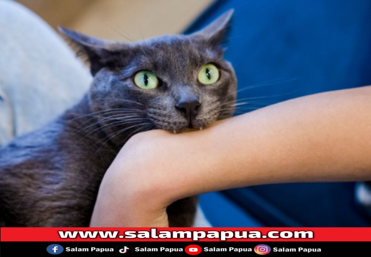 Digigit Kucing, Kenali Bahaya Dan Penanganannya