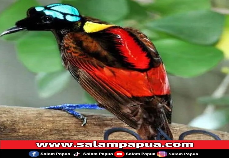 Berikut Fakta Menarik Tentang Cendrawasih, Si Burung Surga Yang Indah