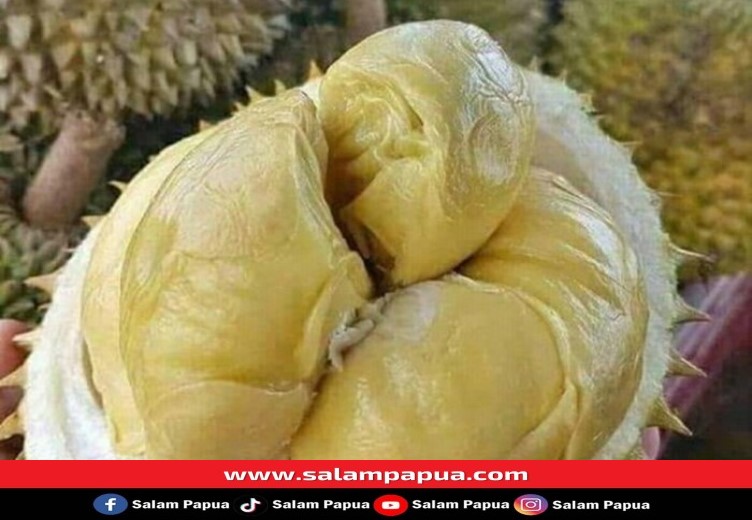 Durian Montong  Dari Luar Menjamur Di Timika, Durian Lokal Jadi Mubazir