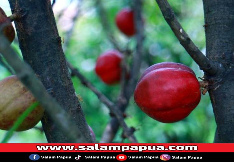 Buah Mahkota Dewa, Ketahui Manfaat Dan Cara Mengonsumsinya