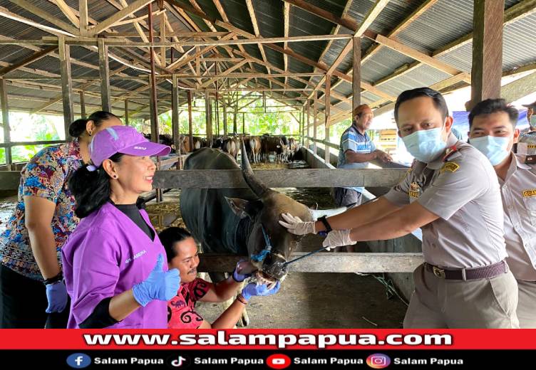 453 Hewan Kurban Di Mimika Dinyatakan Sehat Jelang Iduladha