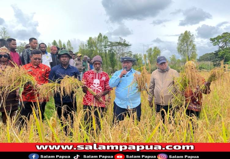 Bupati Jayawijaya Panen Raya Padi 10,5 Hektare Di Moai, Wujudkan Program Ketahanan Pangan Nasional