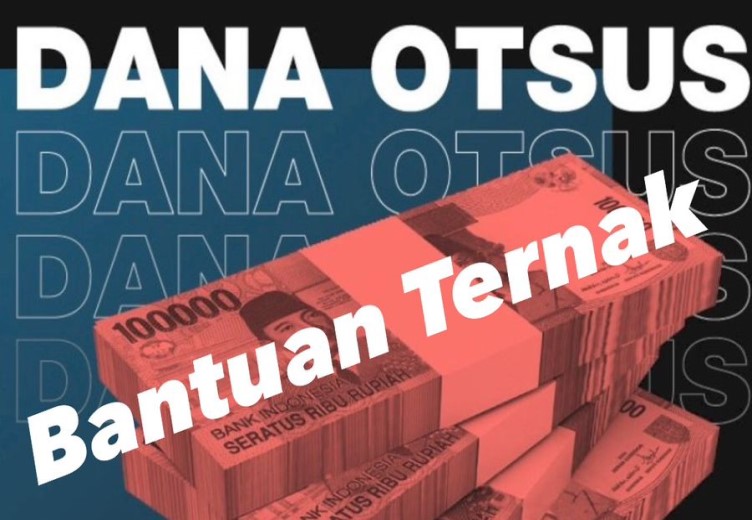 50 KK Peternak OAP Di Mimika Terima Bantuan Bibit Ternak Babi Dari Dana Otsus