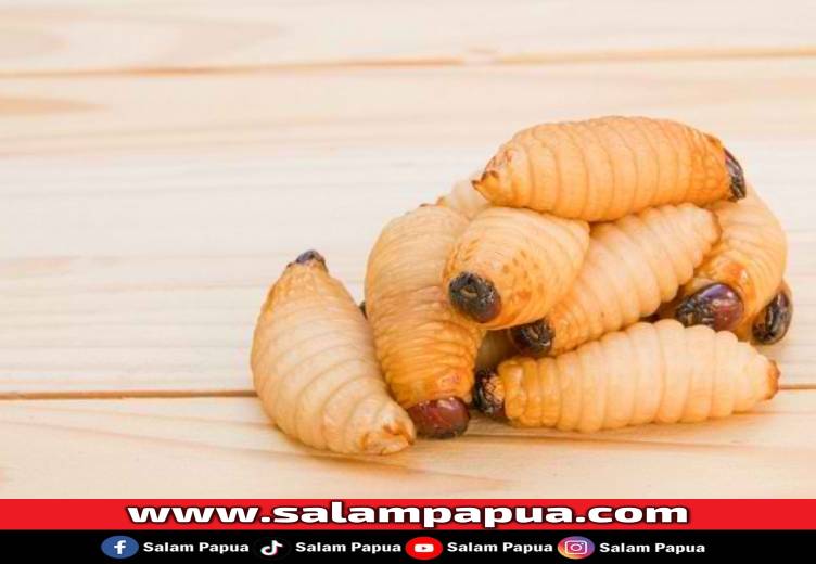 Ulat Sagu: Kuliner Ekstrem Dari Tanah Papua Yang Sarat Gizi Dan Budaya