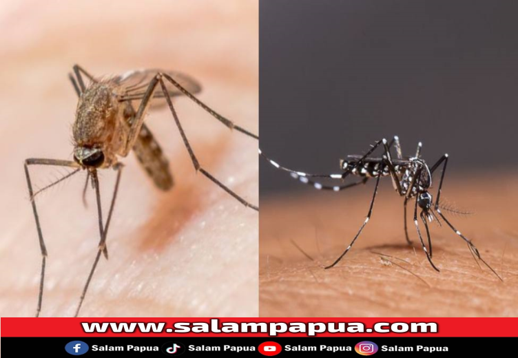 Ini Bedanya Penyakit Malaria Dan Demam Berdarah