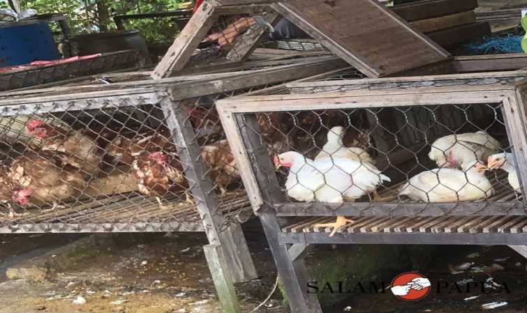 JELANG RAMADHAN 2023 HARGA AYAM POTONG LOKAL DI TIMIKA NAIK